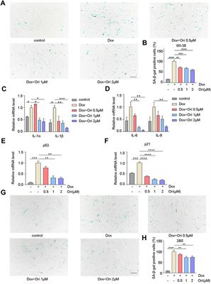 Oridonin Delays Aging Through the AKT Signaling Pathway